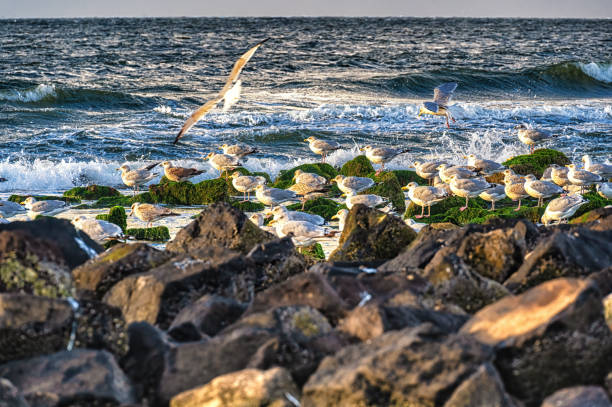 Herring gulls (Larus argentatus)  at the beach in the Netherlands, Ameland.