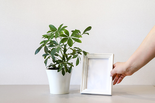 Mock up minimalist home interior with potted green house plant and human hand positioning empty white wooden photo frame. Photo with copy space