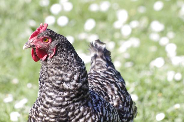istock Cuckoo chicken in Rennes 1439798429