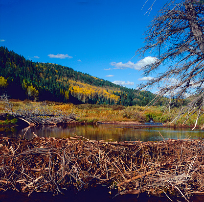 Beavers are busy building a dam for the winter in a Colorado lake