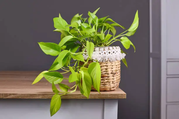 Photo of Tropical 'Epipremnum Aureum Lemon Lime' houseplant