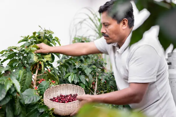 An Hispanic farmer is harvesting some red coffee beans with a nest. Concept of local coffee production