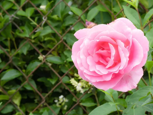 Pink rose flower in its full open splendor completely surrounded by a bunch of green leaves and a rusty metal diamond fence in the background