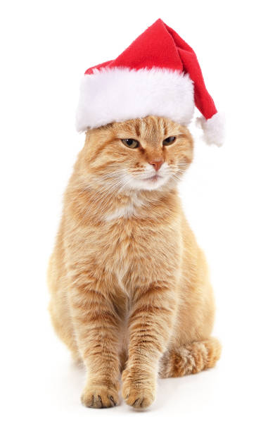 istock Red cat in Christmas hat. 1439799083