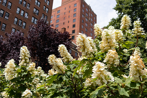Looking up at beautiful blooming flowers and green plants in front of brick apartment buildings in Greenwich Village of New York City during the summer