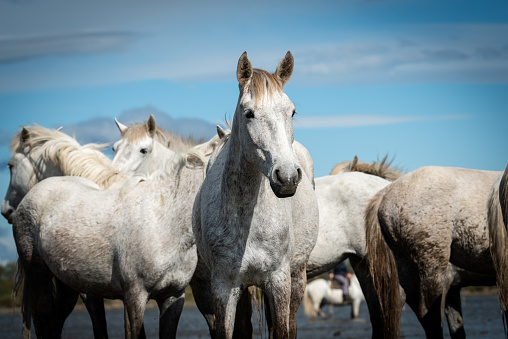 white horses in Camargue, France near Les salines, France