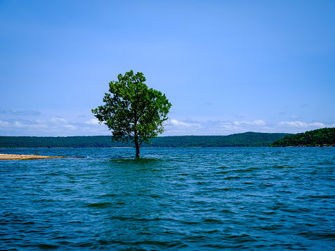 This beautiful tree is living strongly in the water for years. This photo is captured when water is in lowest level during the year. Lake Tenkiller, Oklahoma