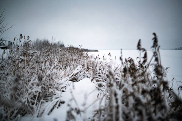 Winter season. Dry grass in snow field