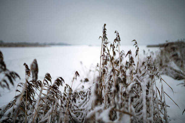 Winter season. Dry grass in snow field