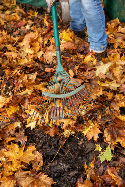 istock Raking up new autumn leaves 1439800450