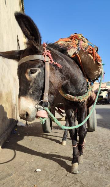 istock Donkey used to move a cart 1439800829