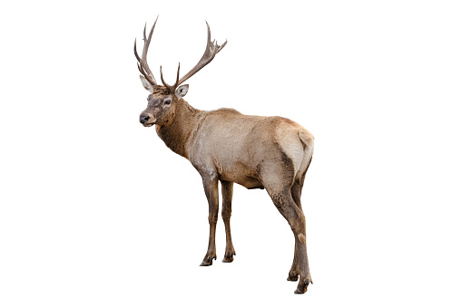 The red deer with huge horns is isolated on white background. Red deer close up full lenght.