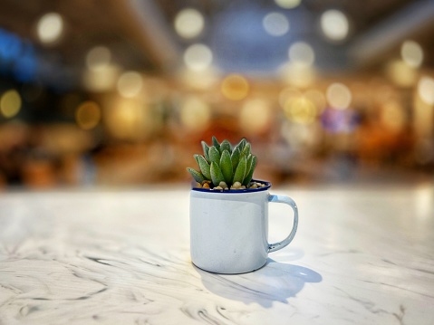 A small green cactus in a white enamel mug with an illuminated bokeh background.