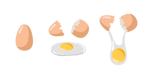 茶色の卵。ひびの入った卵殻を持つ全卵と割れた卵。天然の健康食品タンパク質調理成分。白い背景にベクター食品成分。メニュー、カフェ、料理教室のフラットデザイン。 - raw点のイラスト素材／クリップアート素材／マンガ素材／アイコン素材