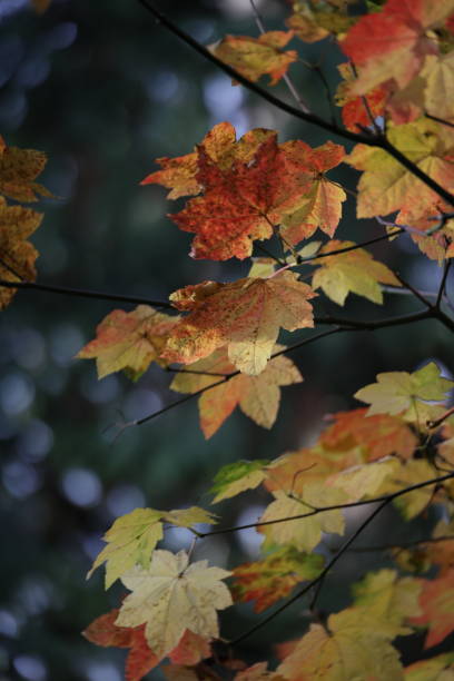 istock Autumn Maple Leaves in Surrey, Canada, 1439802249