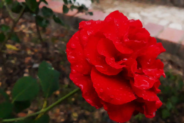 Rose Bushes