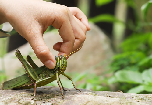 a asian girl ia catching a grasshopper.