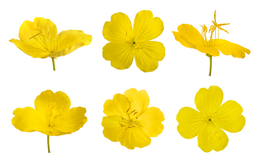 Set of yellow evening primroses isolated on white
