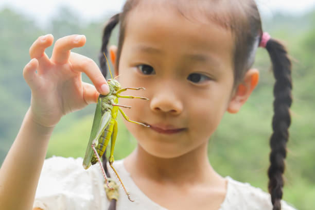 A girl is showing a green grasshopper or cricket landed in her hand, during a hike in the mountains, Oasi Zegna, Bielmonte, Piemonte