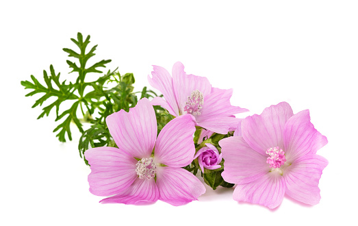 Greater musk mallow flowers isolated  on white background