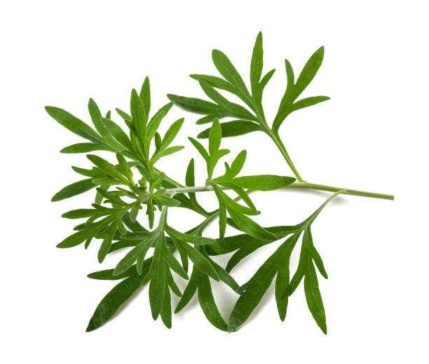 Wormwood branch Wormwood branch isolated on white background tarragon horizontal color image photography stock pictures, royalty-free photos & images