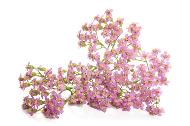 istock Pink  yarrow flowers 1439805188