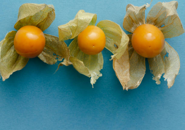 Three Physalis fruits with open shells in a row on blue background. Copy space. Three Physalis fruits with open shells in a row on blue background. Copy space. Top view. gooseberry cape winter cherry berry fruit stock pictures, royalty-free photos & images