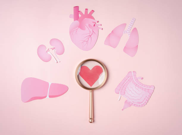 istock Organs donation concept, Magnifier focus to heart icon on pink background. 1439806621