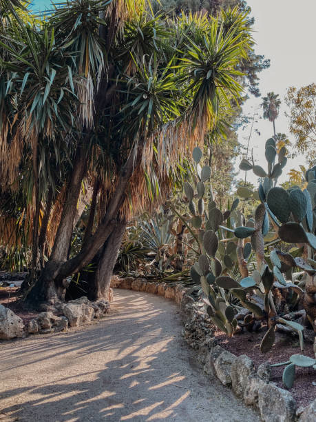 istock park with a walking path bordered by stones and flower beds with green cacti and a tree with green leaves under a blue sky. 1439807327