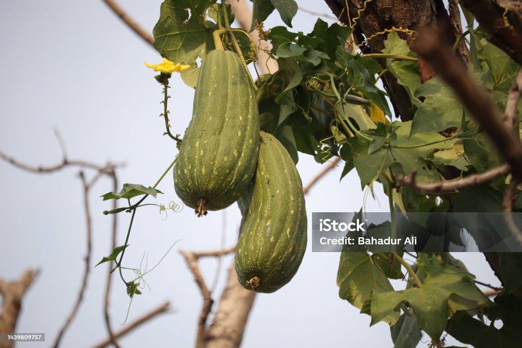 Luffa Ground Luffa Gourd Stock Photo - Download Image Now - Sponge Gourd, Vine ...
