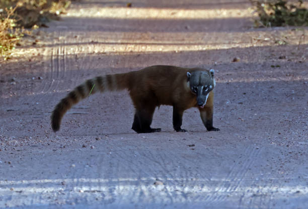 istock South American Coati 1439809758