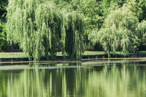Willow on a lake shore with reflection into a lake water
