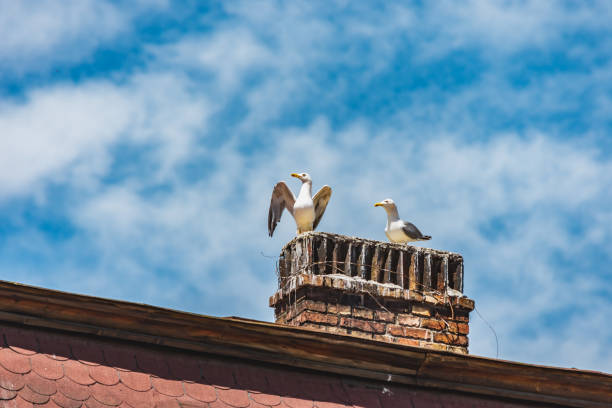 Two seagulls sitting on a chimney and watching in the distance