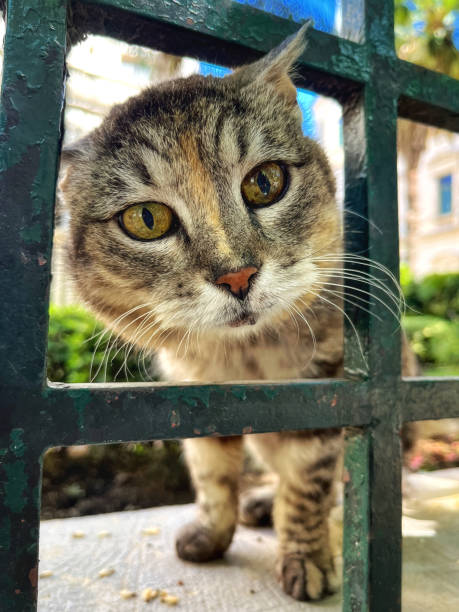istock A beautiful cat posing for photography 1439810418