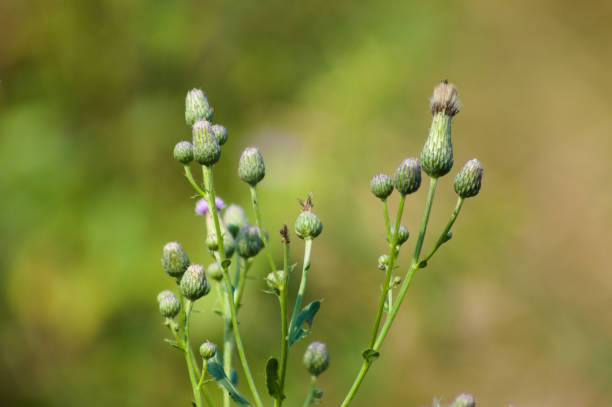 gros plan de bourgeons de chardons rampants avec fond vert flou - seed head photos et images de collection