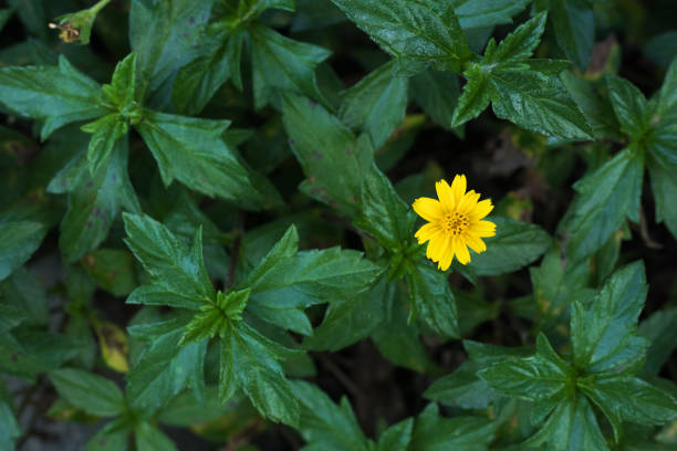 istock Small single tropical flower between green leaves 1439811405