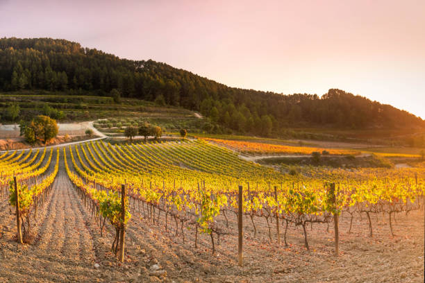 ペネデスのワイン産地のブドウ畑 - カタルーニャ ストックフォトと画像