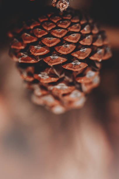 istock Close-up of Pine cone 1439811847