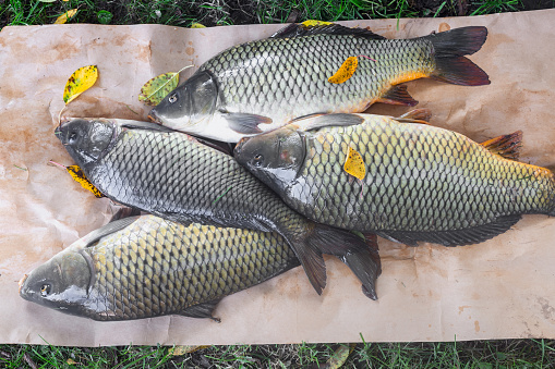 On the grass on paper are large fresh carp caught in the river. The view from the top