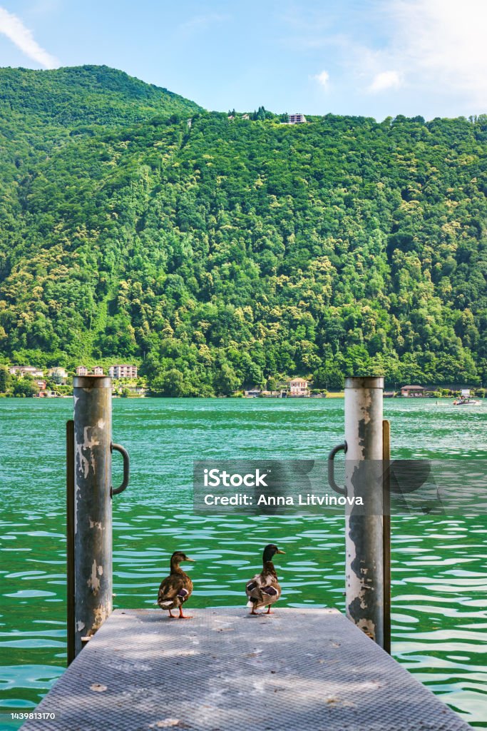 Couple of ducks standing on the wooden pier on the shore of Lake Como in Morcote, Switzerland. Scenic view of couple of ducks standing on the wooden pier on the shore of Lake Como in Morcote with green Swiss Alpine mountains in the background. Nature Stock Photo