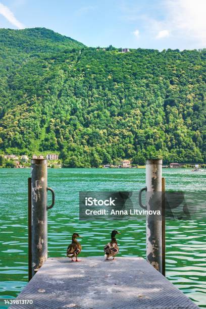 Couple Of Ducks Standing On The Wooden Pier On The Shore Of Lake Como In Morcote Switzerland Stock Photo - Download Image Now