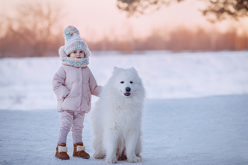 Adorable little girl in a warm coat and a hat with a pom-pom stands with a big white dog Samoyed in the snow on the street at Christmas. Family walk in winter.