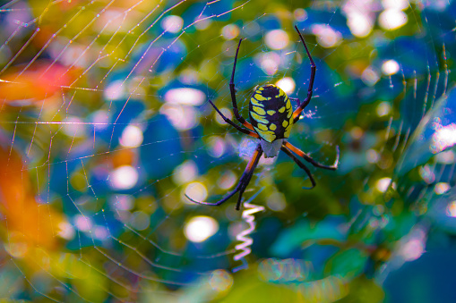 Large yellow and black orb weaver spider sitting on a web, surrounded by the blurred colors of the garden behind it