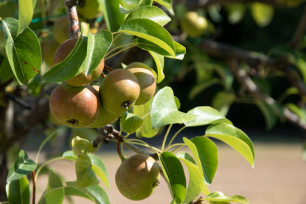mele su un ramo d'albero, frutta sana e deliziosa - agriculture tree rural scene nature foto e immagini stock