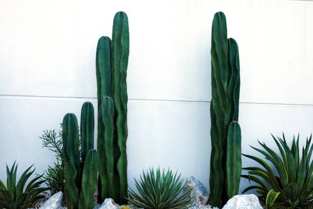 istock Several cactus plants in front of white wall 1439816225