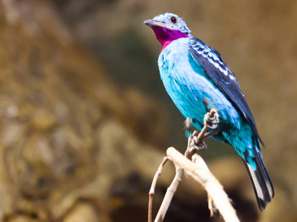 istock Bird Spangled cotinga closeup. South America 1439816427