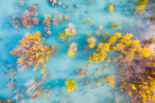 Aerial view. Birch forest in turquoise water. Abraham Lake. Natural scenery in fall time. Mountain lake and trees. Banff National Park, Alberta, Canada. Photo for background and wallpaper.