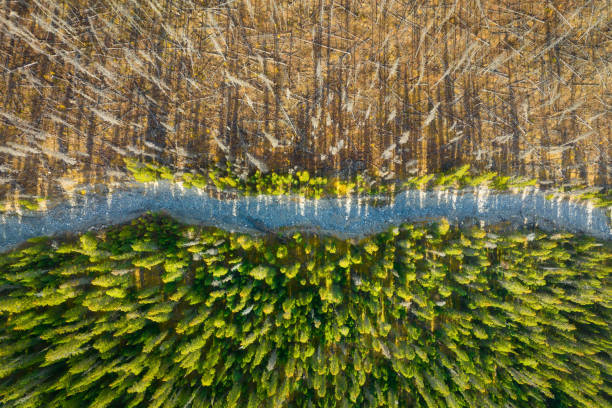 Drone view of a dead and young forest. Landscape from the air on an autumn forest.  Landscape with soft light before sunset. Alberta, Canada. stock photo