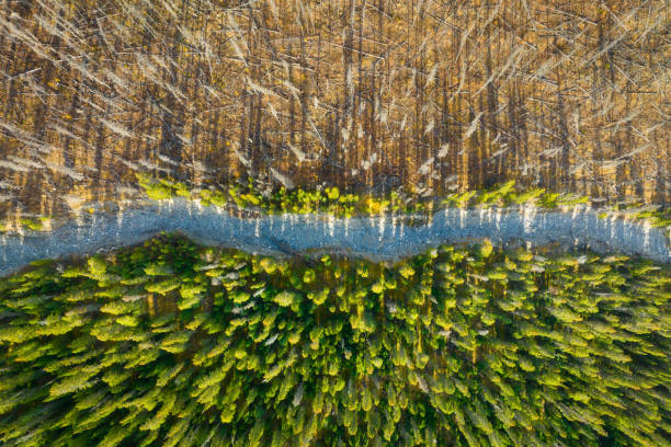 drone view of a dead and young forest. landscape from the air on an autumn forest.  landscape with soft light before sunset. alberta, canada. - grass area field air sky imagens e fotografias de stock