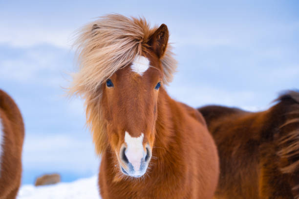 horse in iceland. wild horse. horse on the westfjord in iceland. composition with wild animals. travel image. iceland in winter time. - winter snow livestock horse imagens e fotografias de stock